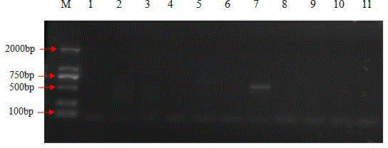 A specific pcr method for rapid identification of intermediate thermoactinomycetes