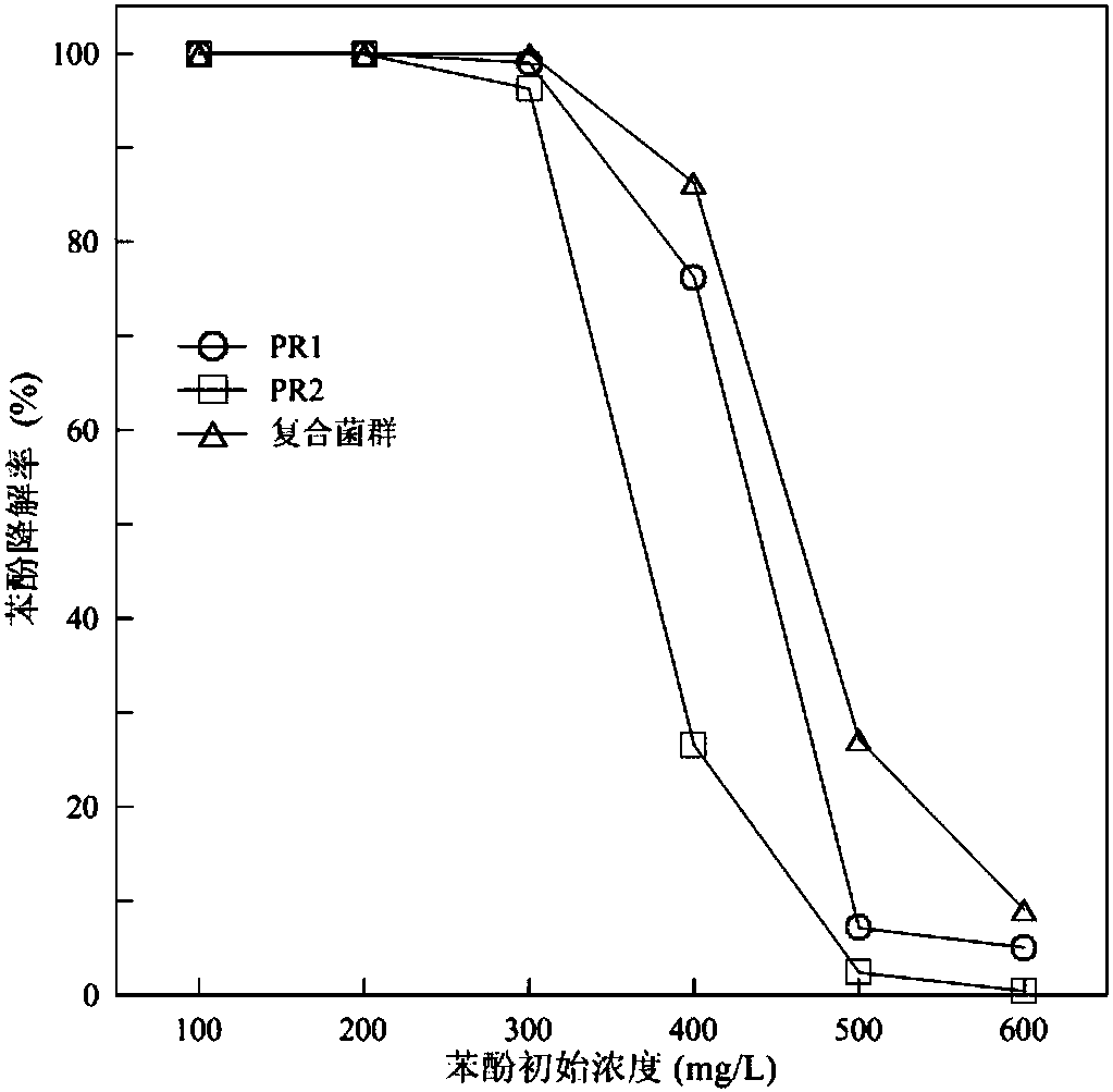 A method for constructing a binary complex bacterial group for biodegradation in wastewater