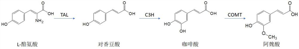 Genetically engineered bacterium for producing ferulic acid and biosynthesis method of ferulic acid