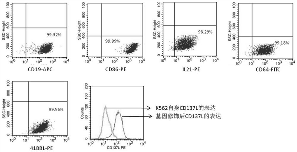 NK trophoblast cell as well as preparation method and application thereof