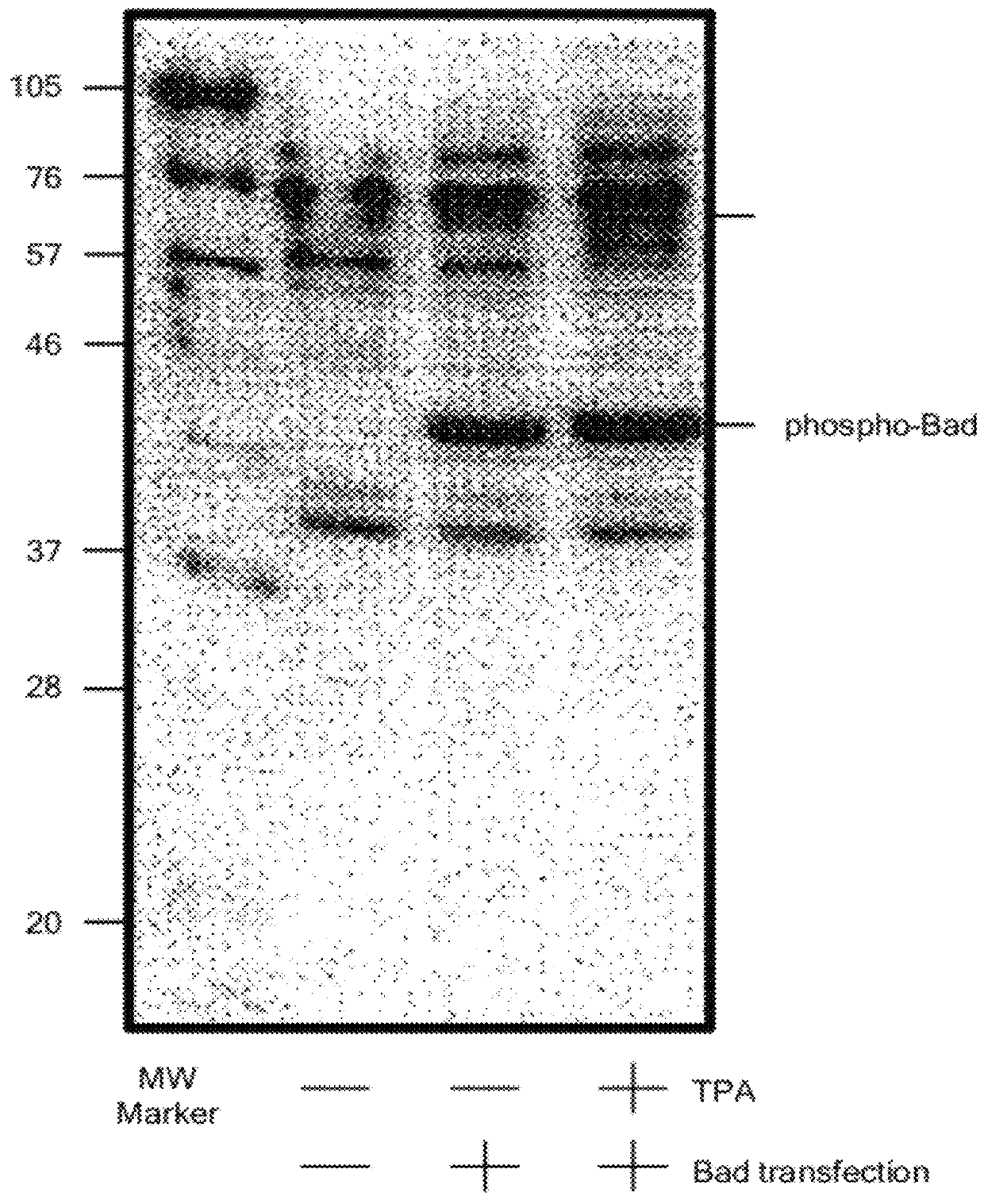 Motif-specific and context-independent antibodies that specifically bind to a cleaved caspase motif