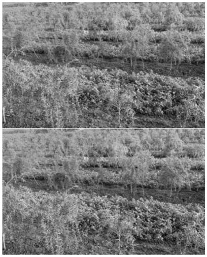 Cultivation method for interplanting fructus lycii and medicago sativa