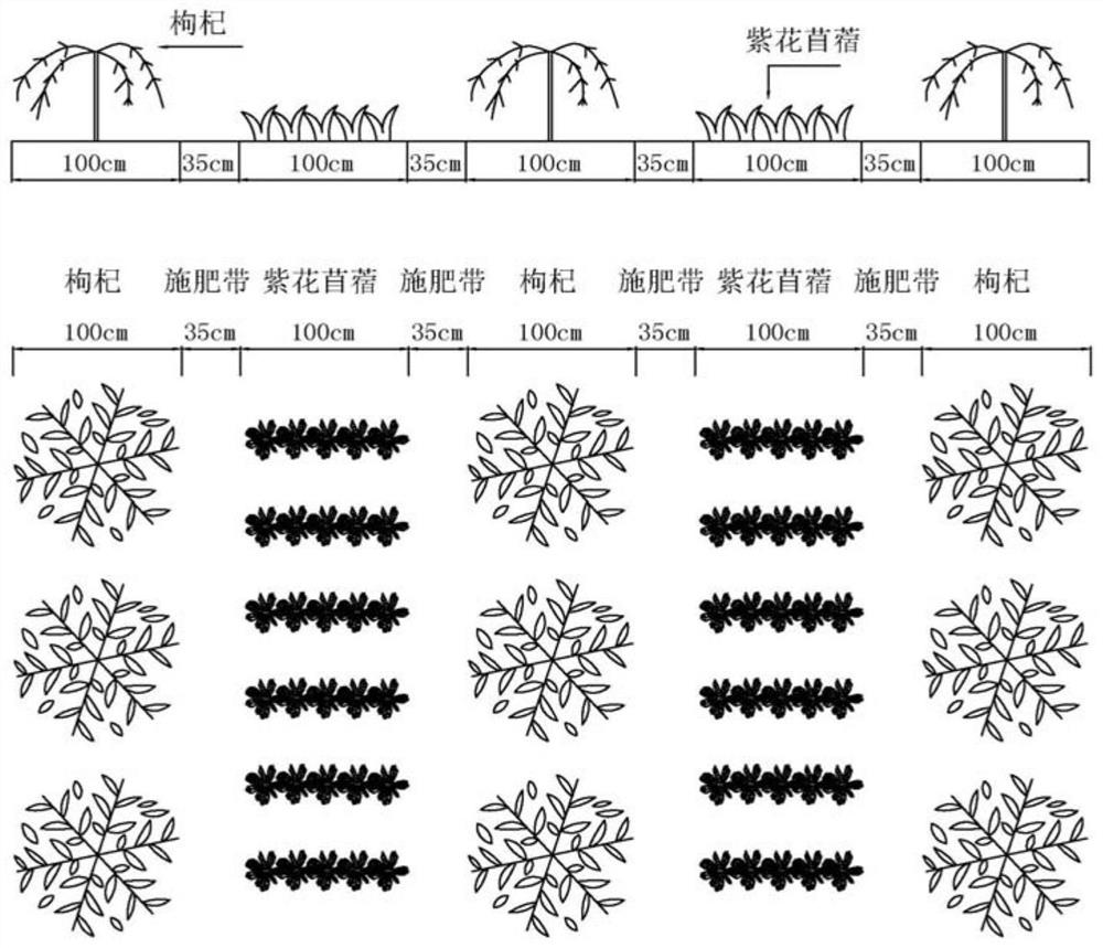 Cultivation method for interplanting fructus lycii and medicago sativa