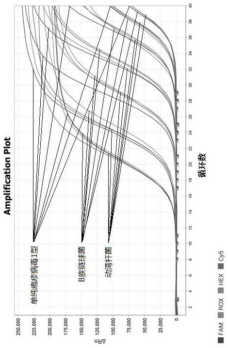 Primer group, probe group and kit for synchronously detecting multiple pathogens related to genital tract infection