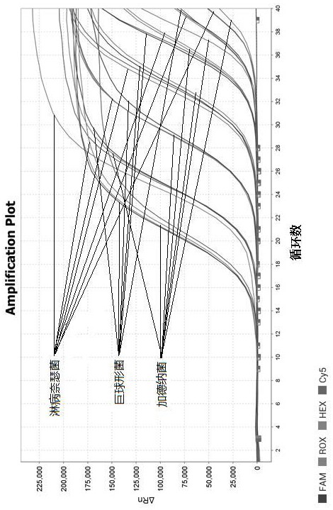 Primer group, probe group and kit for synchronously detecting multiple pathogens related to genital tract infection