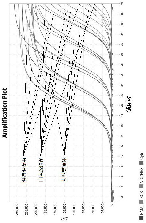 Primer group, probe group and kit for synchronously detecting multiple pathogens related to genital tract infection