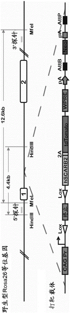 Construction method and use of enterovirus 71 type infection model based on hSCARB2 gene knock-in