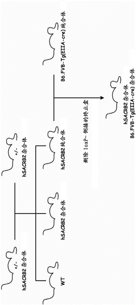 Construction method and use of enterovirus 71 type infection model based on hSCARB2 gene knock-in