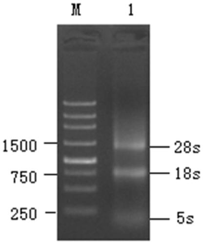 Cell BHK/slam/v based on a small ruminant pestilence virus receptor