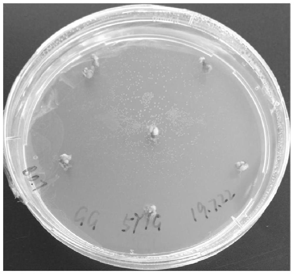 Stem tip culture and rapid propagation method of pueraria lobata var. thomsonii