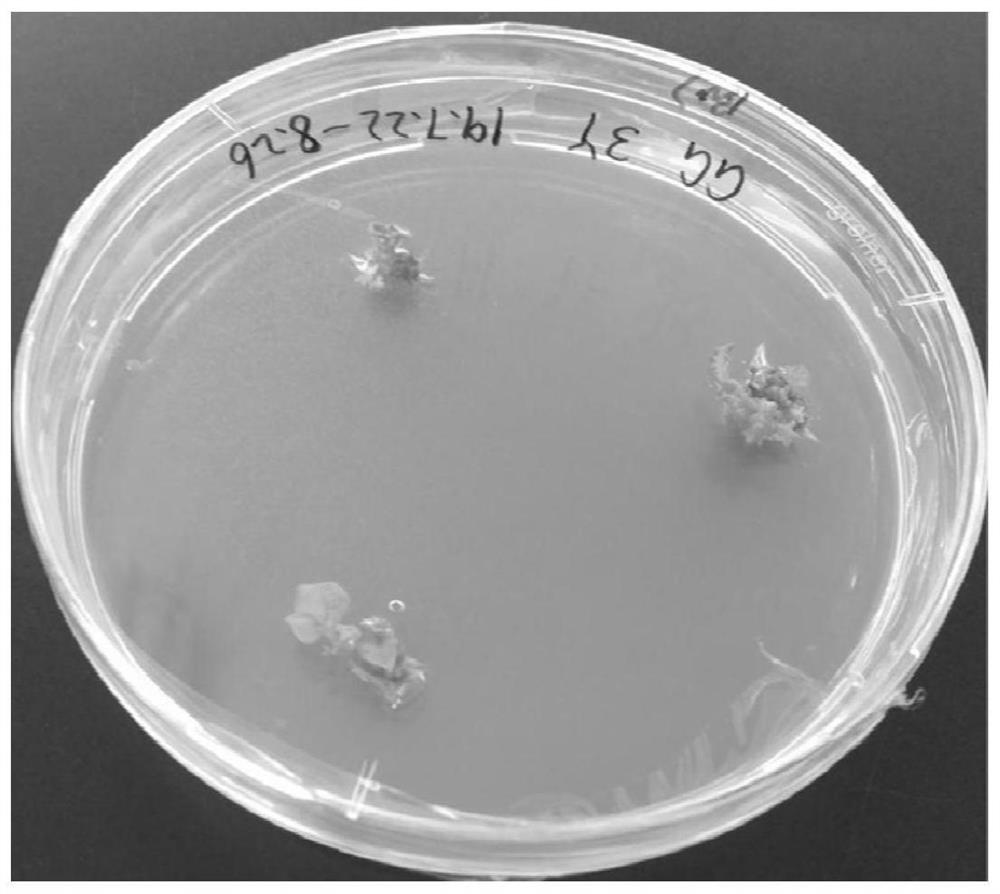 Stem tip culture and rapid propagation method of pueraria lobata var. thomsonii