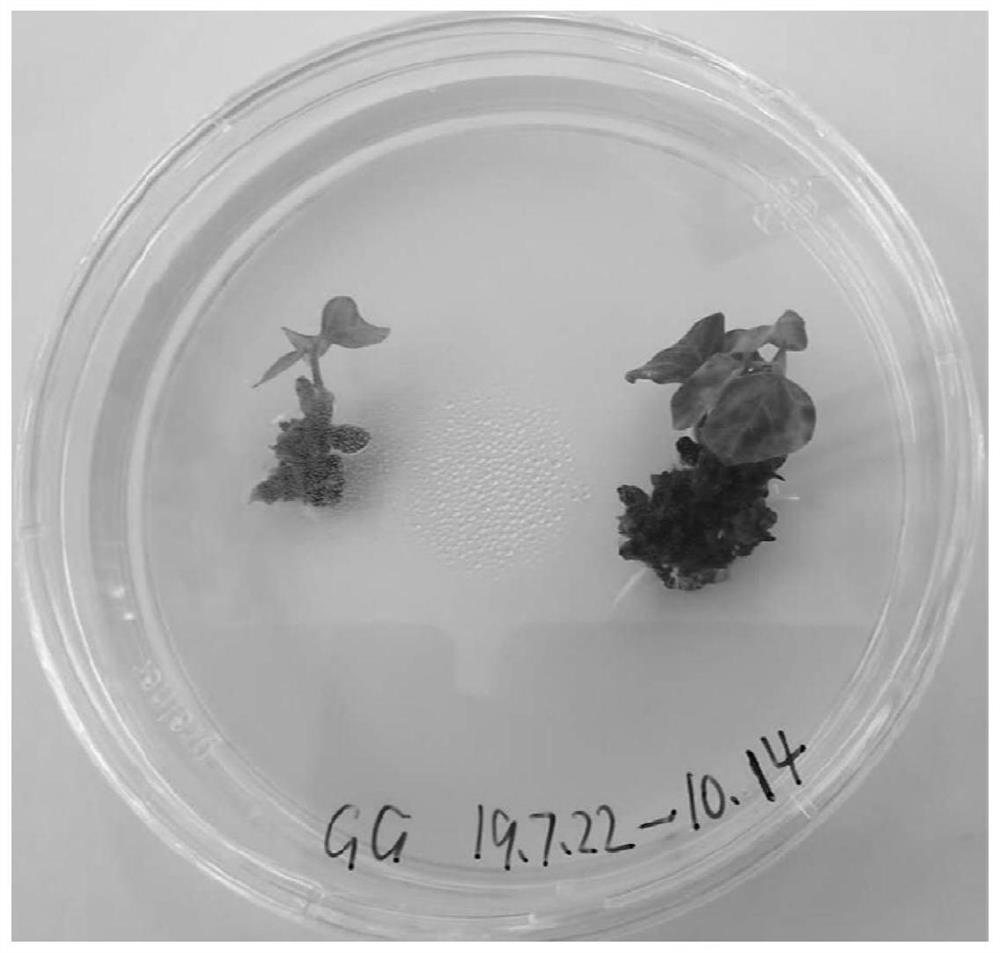 Stem tip culture and rapid propagation method of pueraria lobata var. thomsonii