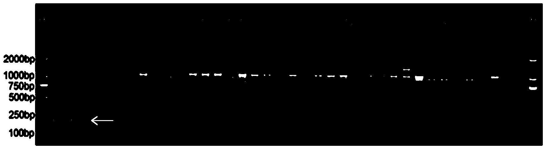 Nucleotide sequence and molecular probe for identifying dendrobium officinale and applications of molecular probe