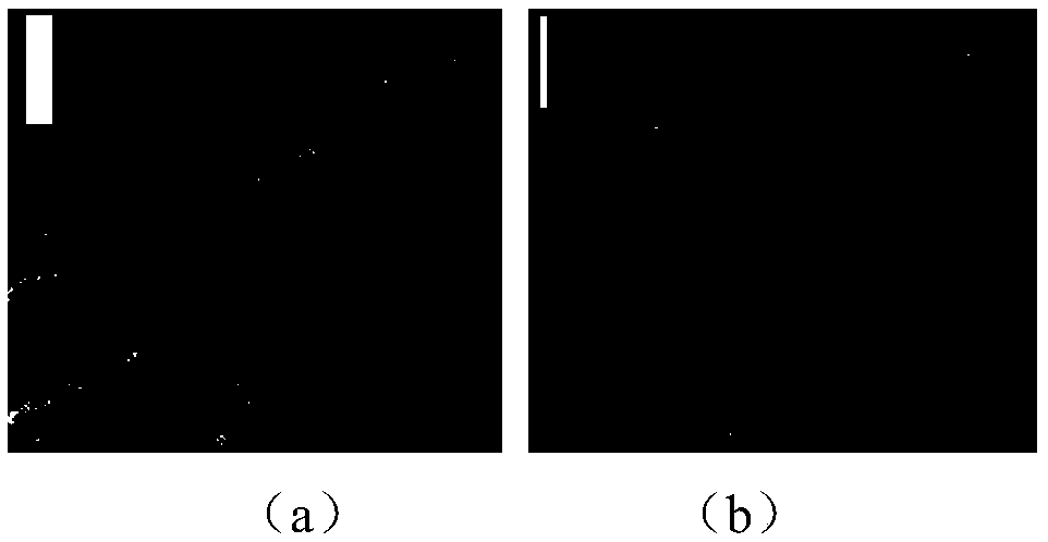 Micro multi-point root shape real-time acquisition and processing system