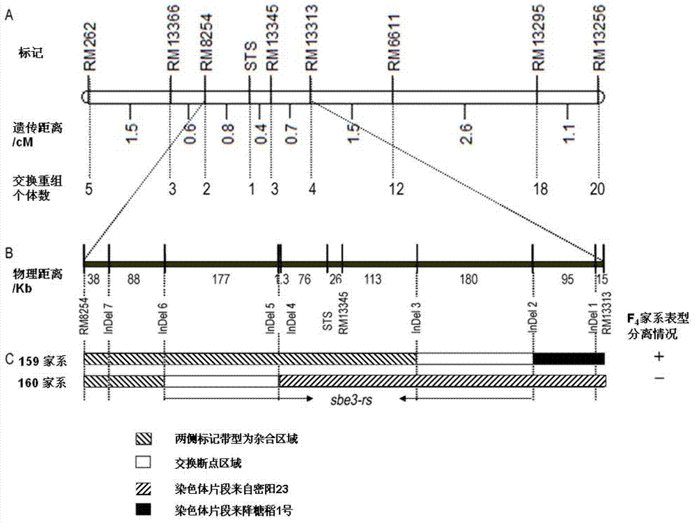 Mutant gene of rice starch branching enzyme SBE3 gene and application of mutant gene