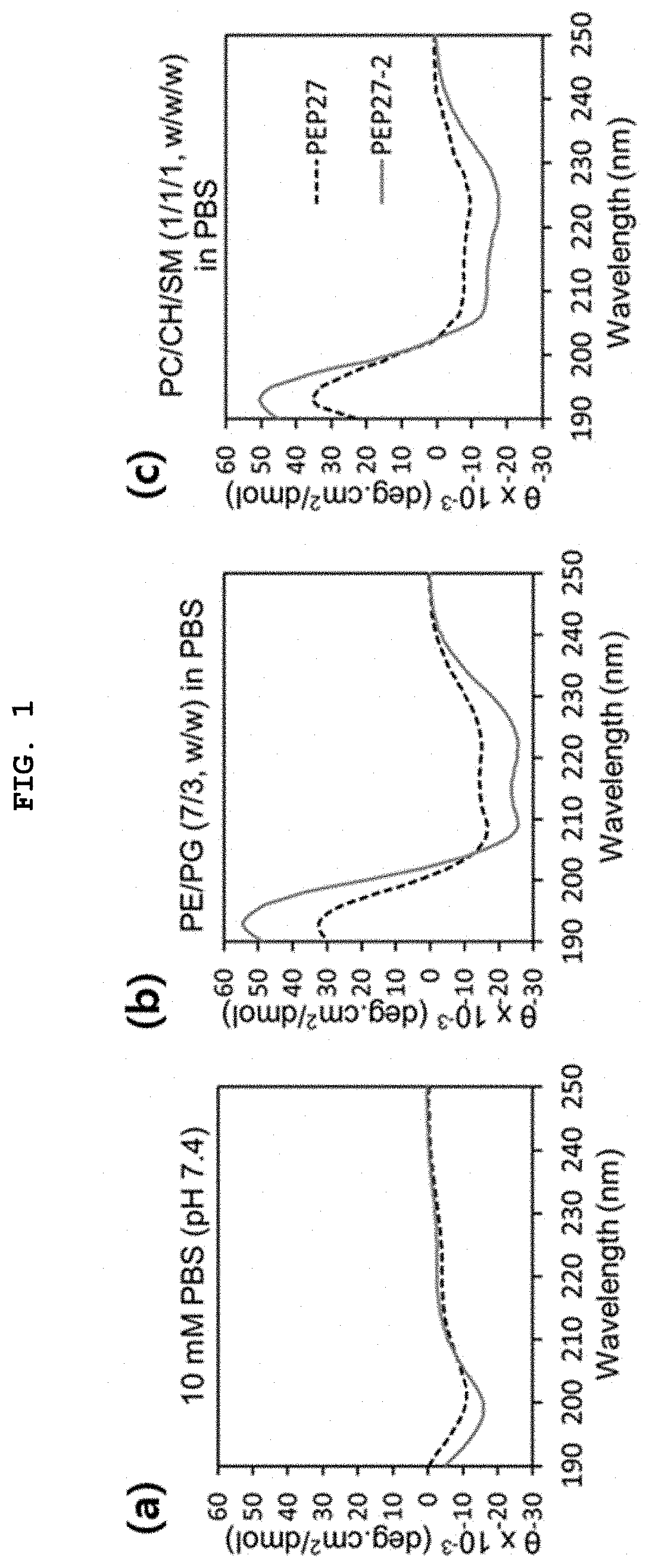 Novel peptide derived from pep27 peptide and uses thereof