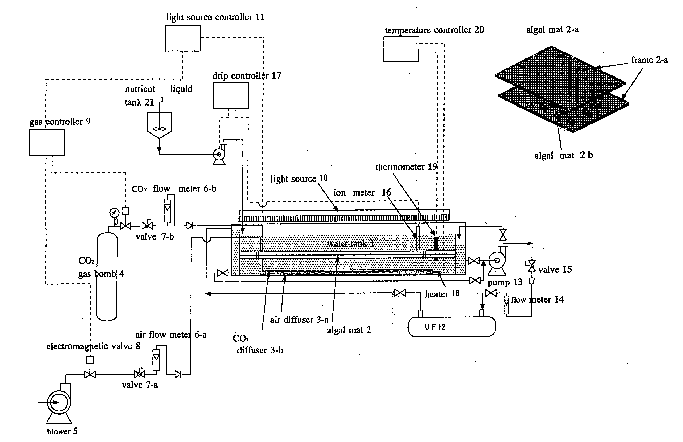 Algae intensive cultivation apparatus and cultivation method