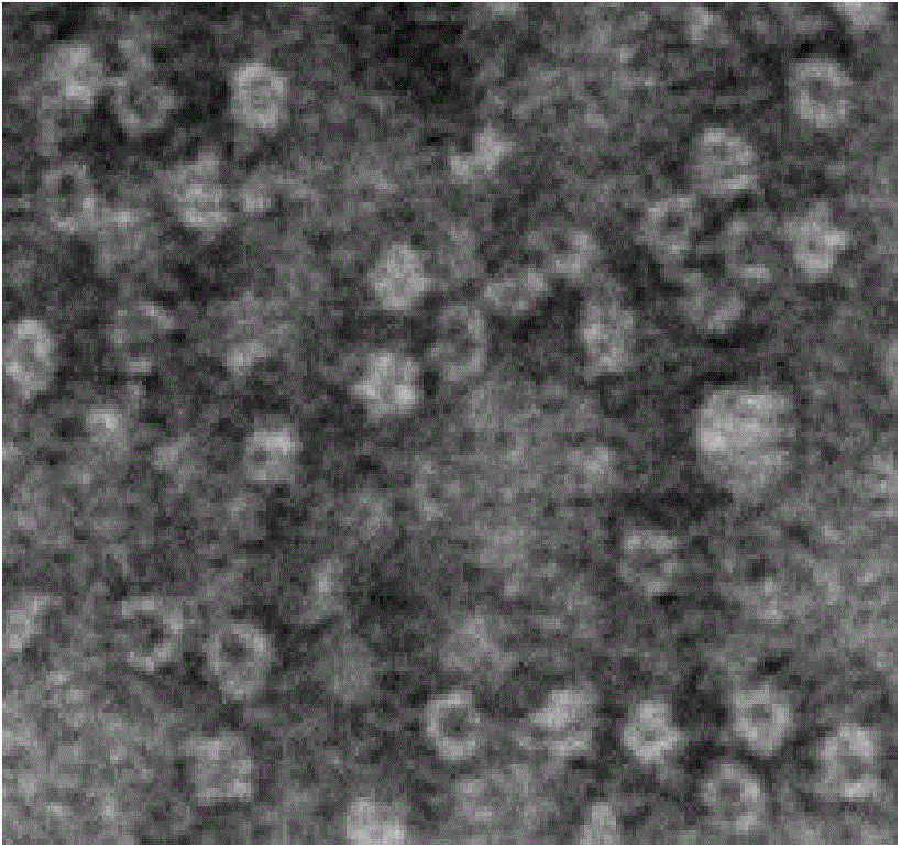 Protein nanoparticle containing bioactivity oligopeptide-ferritin heavy chain subunit and preparation method of protein nanoparticle