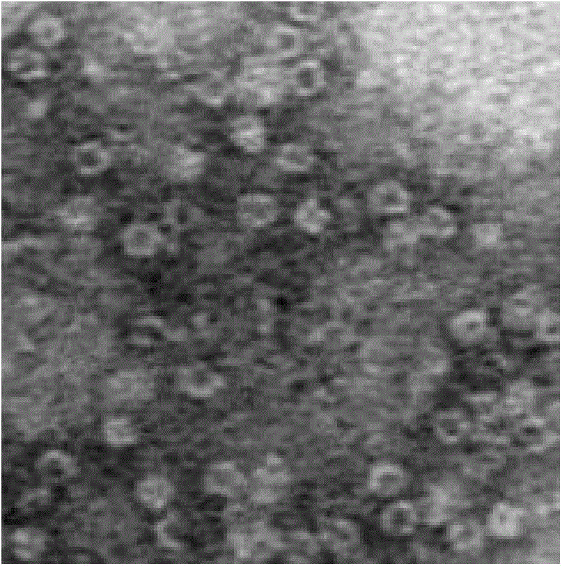 Protein nanoparticle containing bioactivity oligopeptide-ferritin heavy chain subunit and preparation method of protein nanoparticle