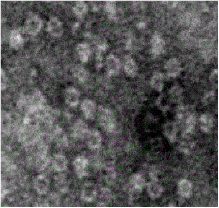 Protein nanoparticle containing bioactivity oligopeptide-ferritin heavy chain subunit and preparation method of protein nanoparticle