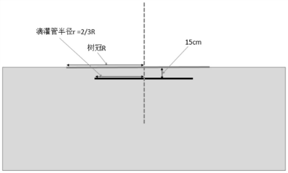 Laying method of apple drip irrigation pipes