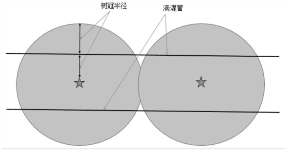 Laying method of apple drip irrigation pipes