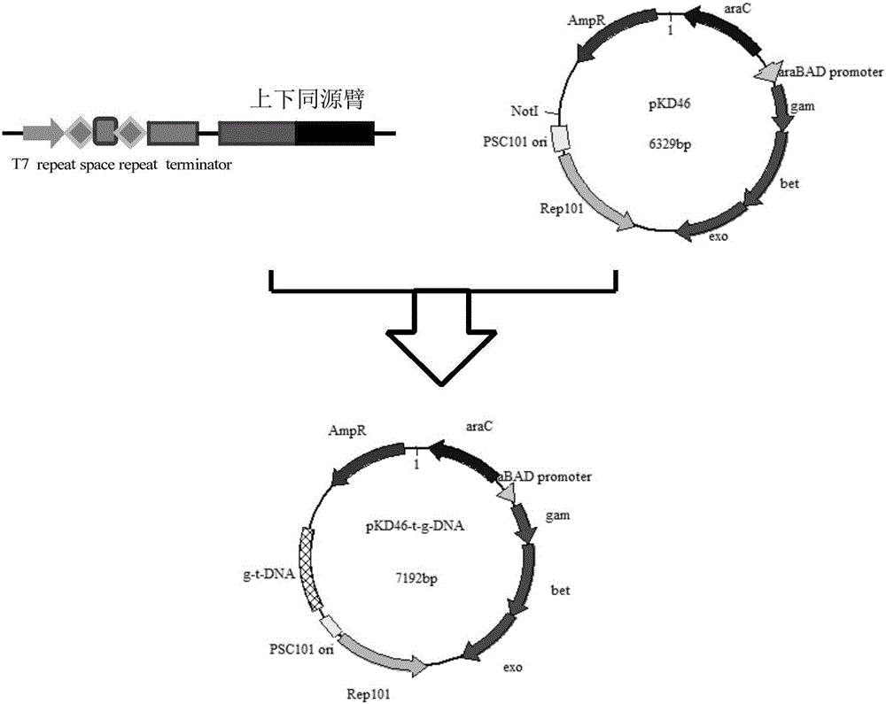 Streptomyces virginiae IBL14 type I-B-sv14 type CAS gene editing system