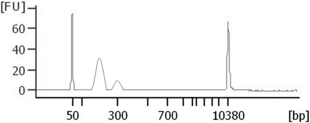 Detection method and application of lung cancer genes