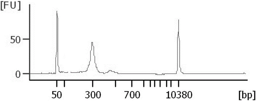 Detection method and application of lung cancer genes