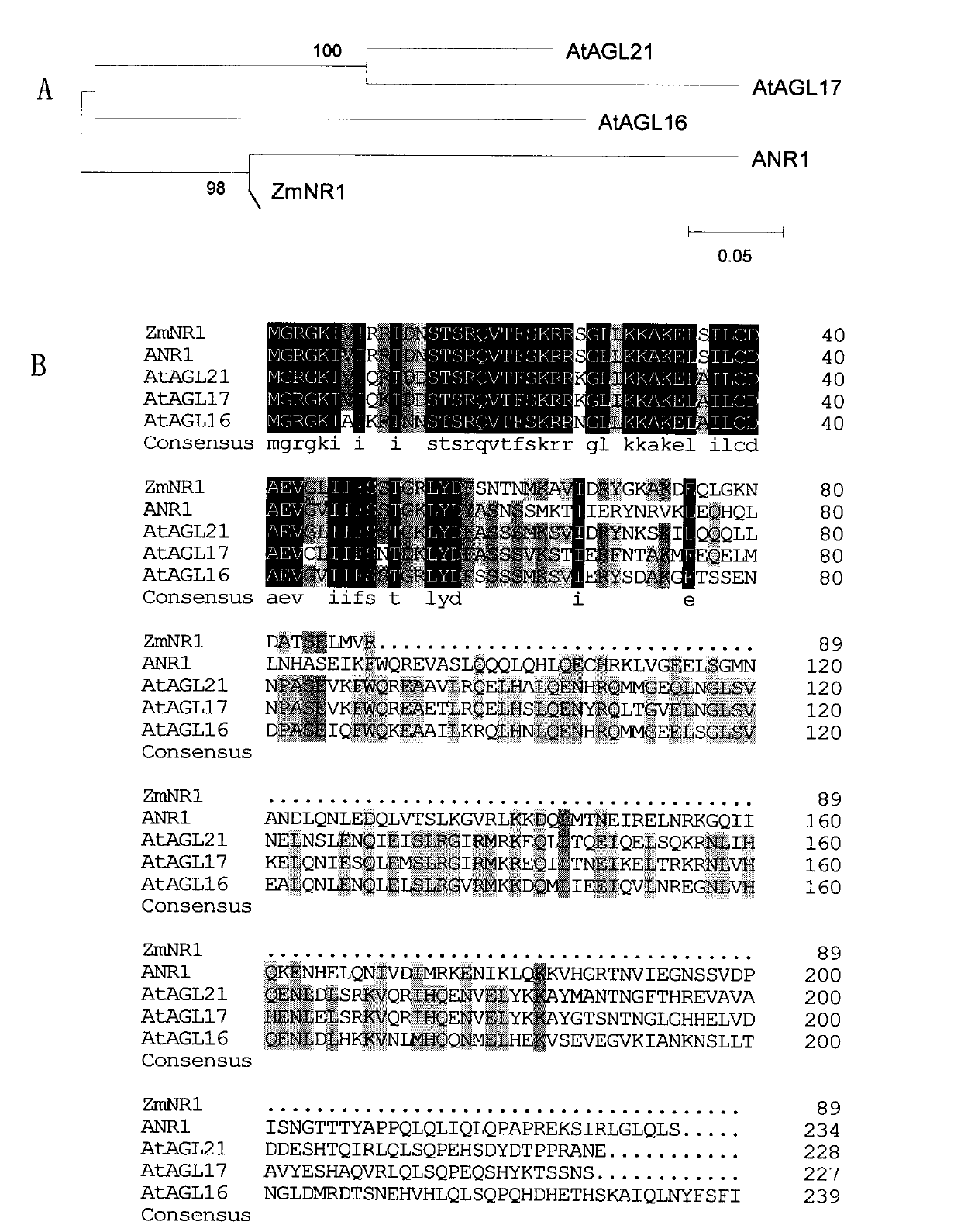 Plant root development related protein ZmNR1 and coding gene thereof