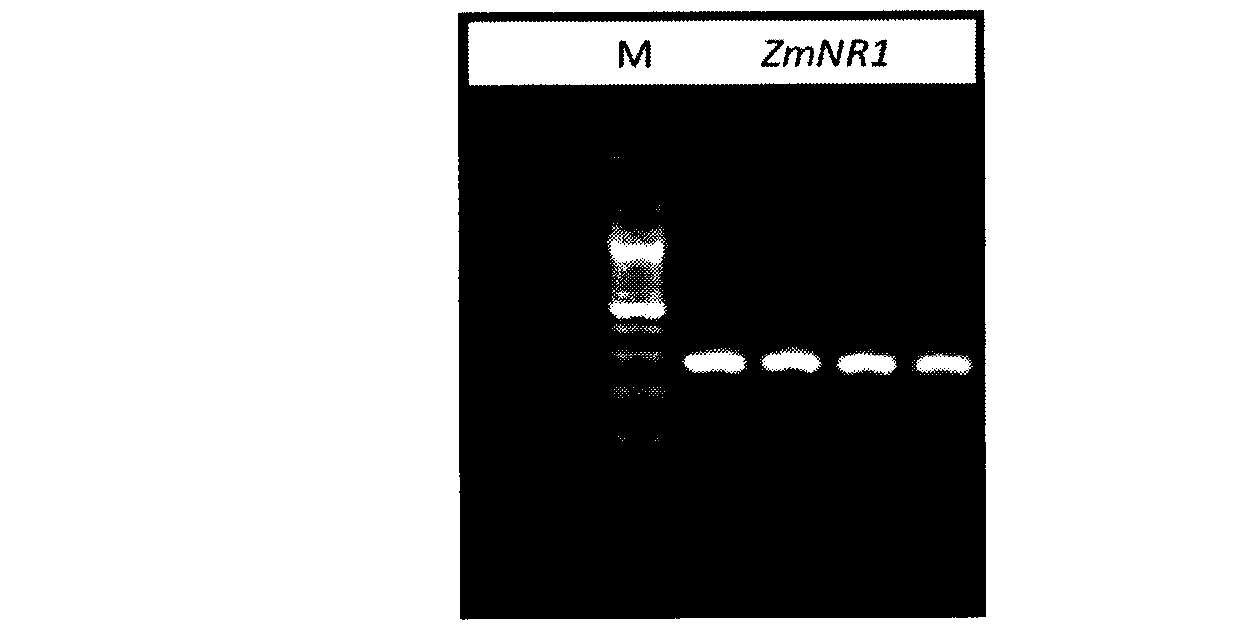 Plant root development related protein ZmNR1 and coding gene thereof