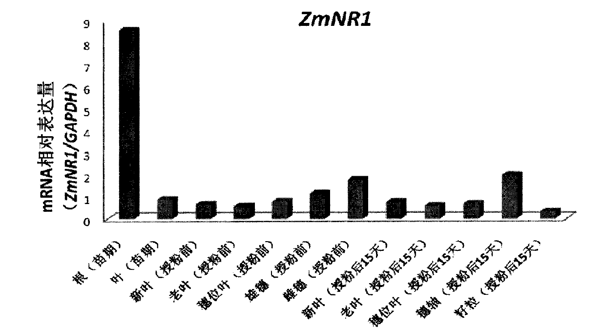 Plant root development related protein ZmNR1 and coding gene thereof