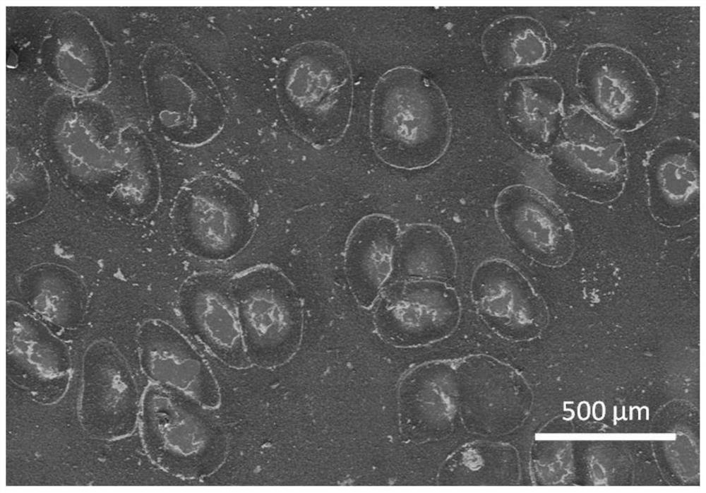 A preparation method of an oil-water separation membrane with underwater superoleophobic properties and antibacterial properties