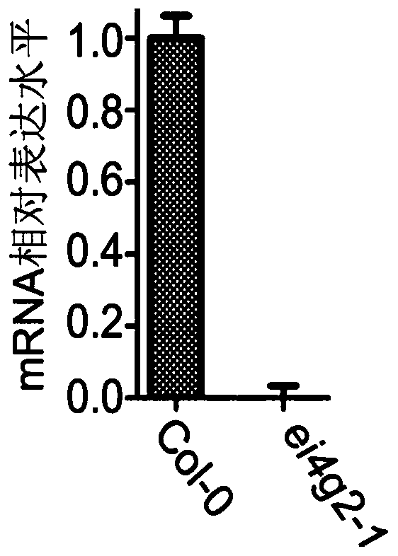 Application of eIFiso4G2 protein for regulating tolerance of plants to ABA