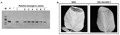 Method for breeding high-nodule nitrogen fixing transgenic plant