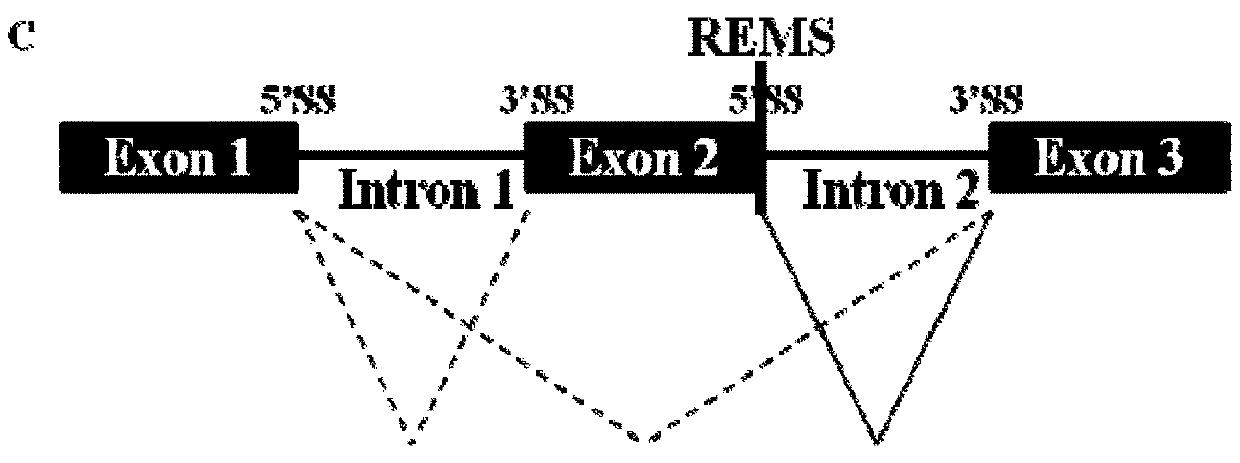 Methods for modulating RNA splicing