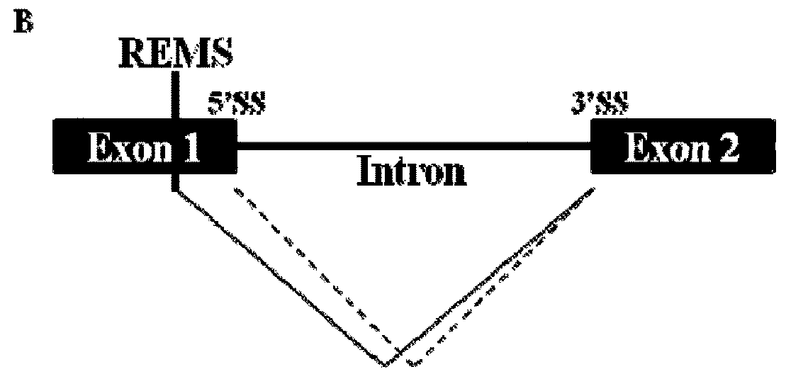 Methods for modulating RNA splicing