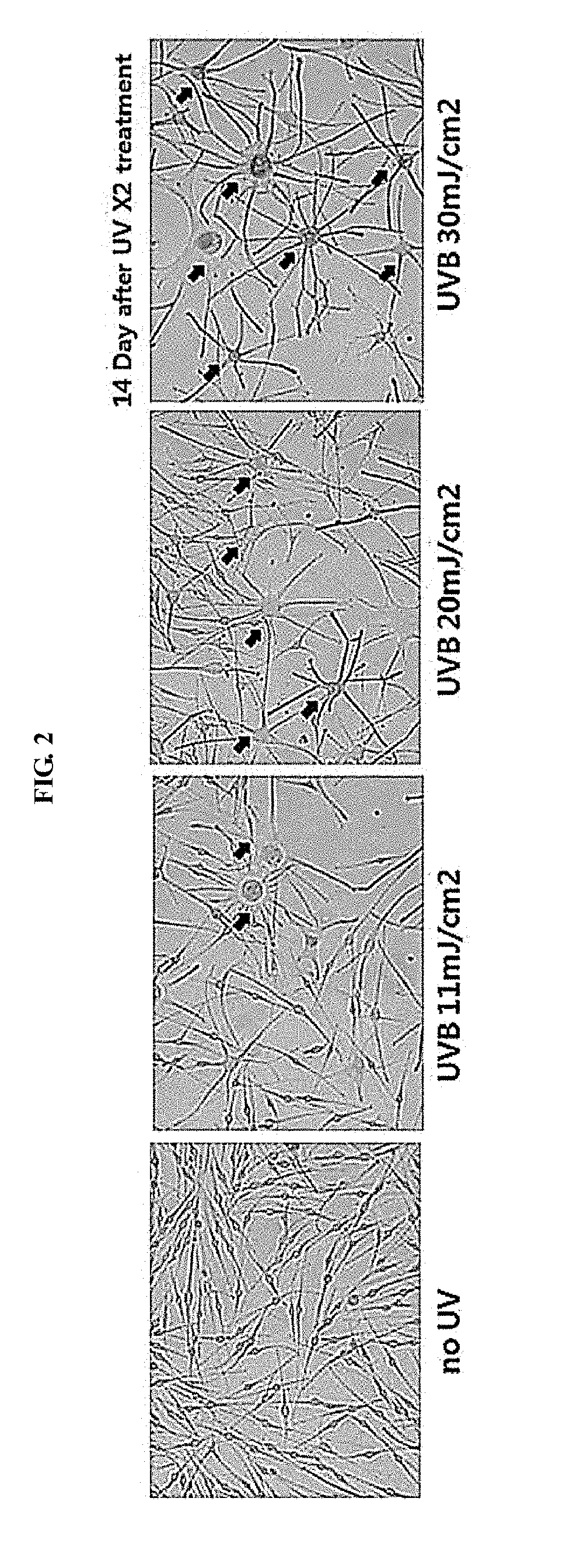 Method for preparing senescent melanocytes, cells prepared by method, and method for screening for senescence-alleviating material by using cells