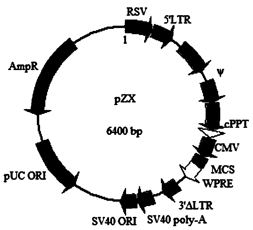 Target cell U87MG-EGRL for evaluating targeting EGFRvIII antigen and construction method and application of target cell U87MG-EGRL