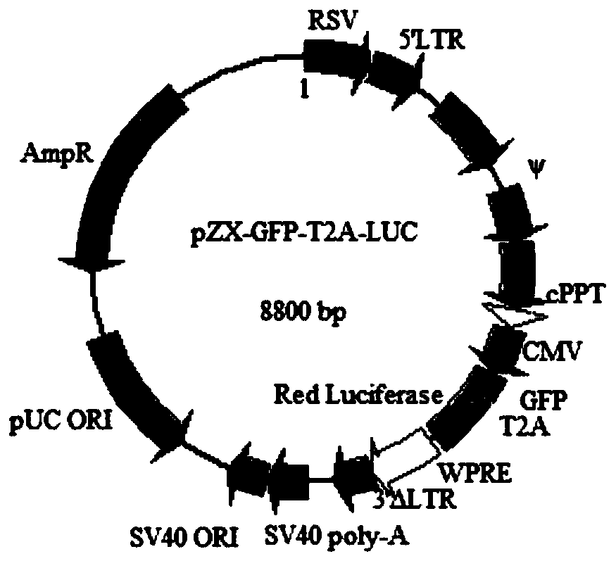 Target cell U87MG-EGRL for evaluating targeting EGFRvIII antigen and construction method and application of target cell U87MG-EGRL