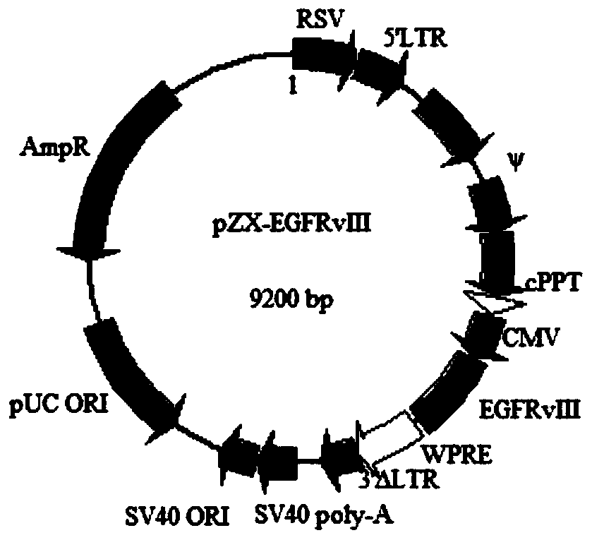 Target cell U87MG-EGRL for evaluating targeting EGFRvIII antigen and construction method and application of target cell U87MG-EGRL