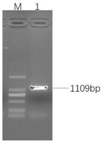 A method for preparing immunogenicity-enhanced porcine transmissible gastroenteritis s gene replication-deficient recombinant adenovirus