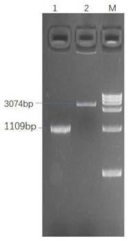 A method for preparing immunogenicity-enhanced porcine transmissible gastroenteritis s gene replication-deficient recombinant adenovirus