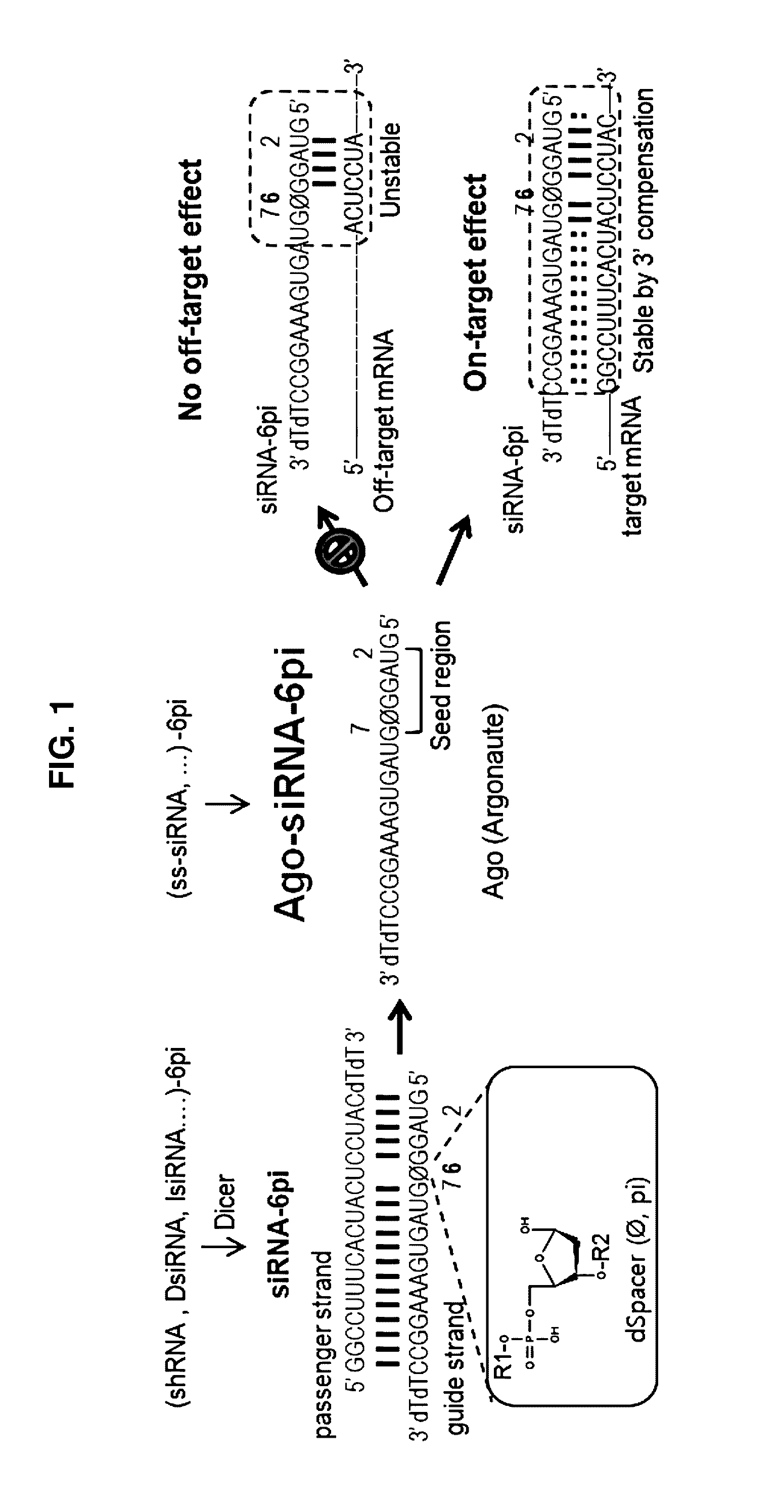 Nucleic acid inducing RNA interference modified for preventing off-target, and use thereof