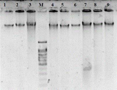 Method for nondestructive extraction of rapana venosa genome DNA