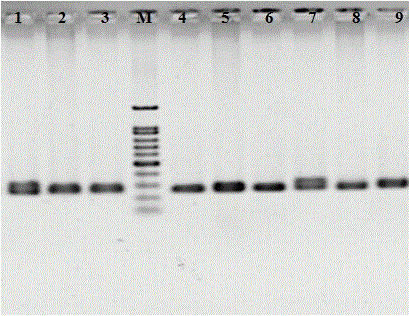 Method for nondestructive extraction of rapana venosa genome DNA