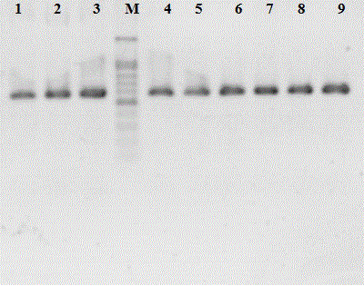 Method for nondestructive extraction of rapana venosa genome DNA