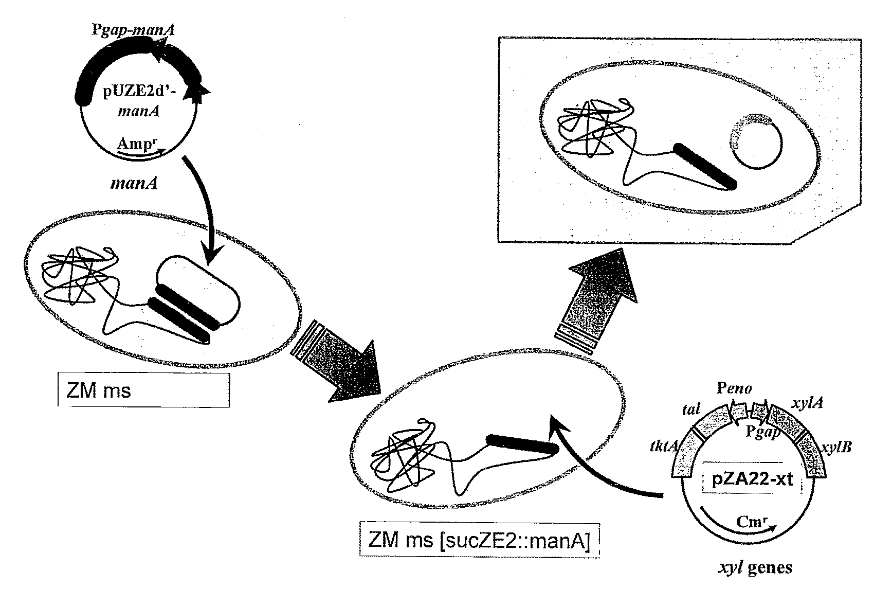 Bacterium capable of fermenting glucose, mannose and xylose simultaneously, and method for production of bioethanol using the bacterium