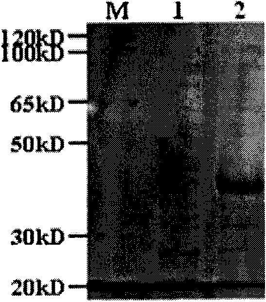 Application of protective antigen Omp25c to preparation of brucellosis vaccine