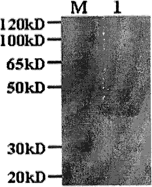 Application of protective antigen Omp25c to preparation of brucellosis vaccine